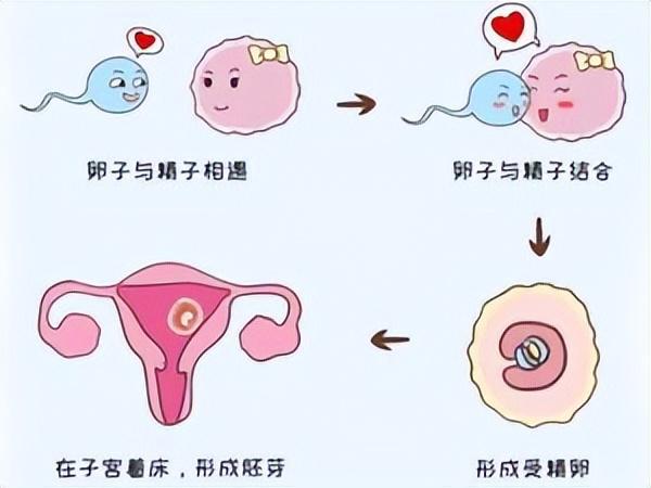 试管移植双胞胎的早期症状表现